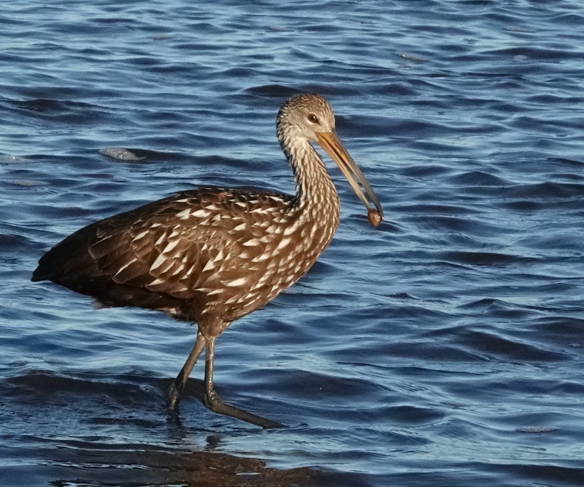 Limpkin - ML302383501