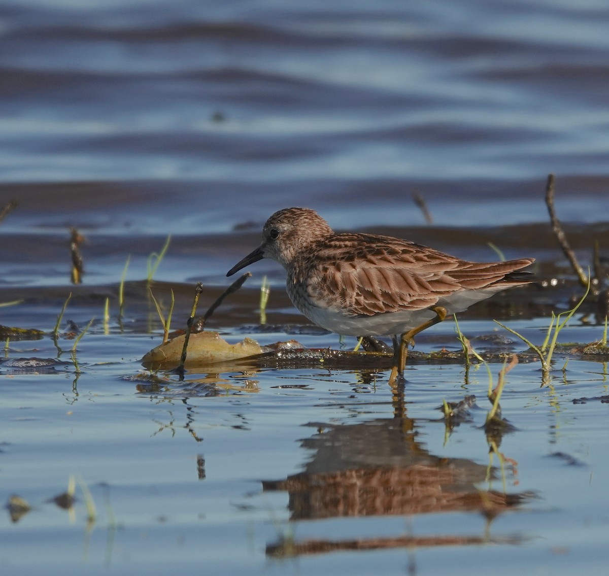 Least Sandpiper - ML302383971