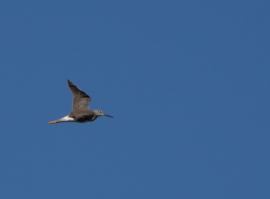 Greater Yellowlegs - ML302383991