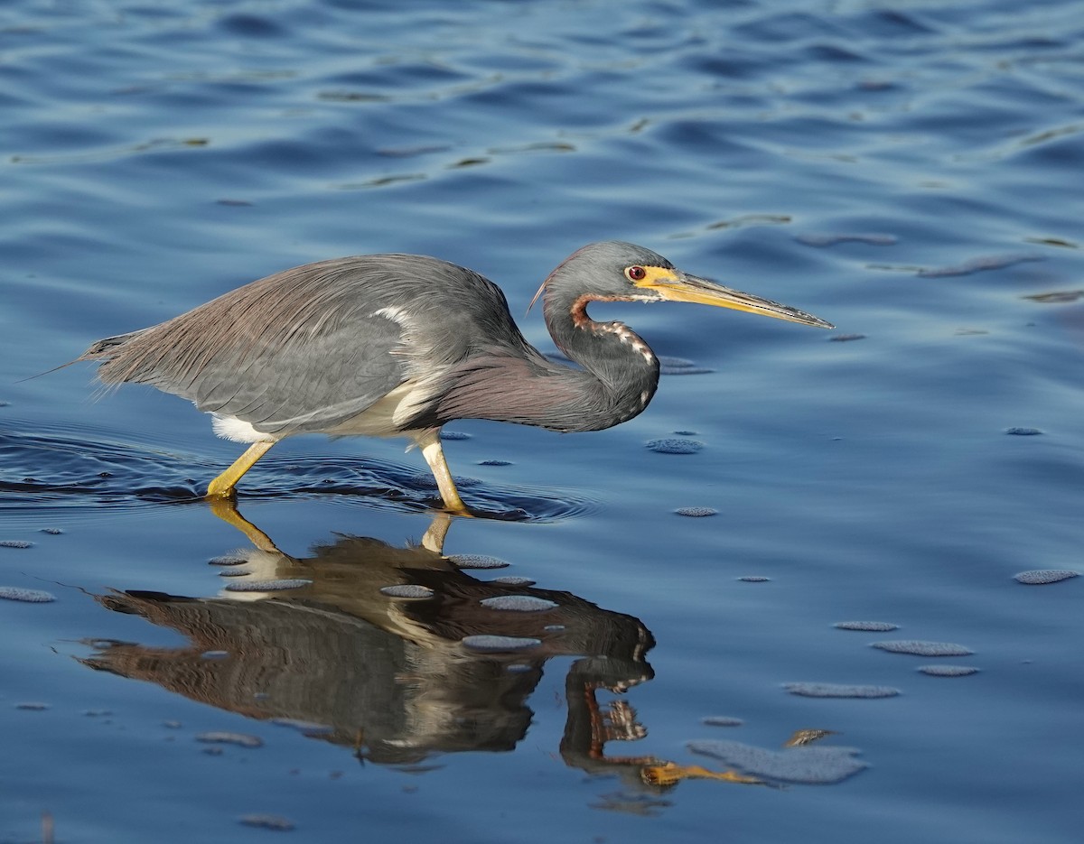 Tricolored Heron - Kathryn Young