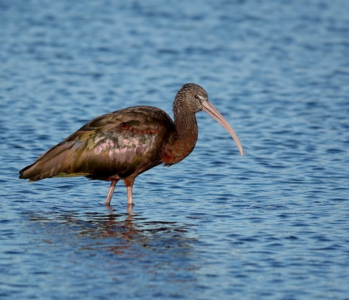 Glossy Ibis - ML302384391