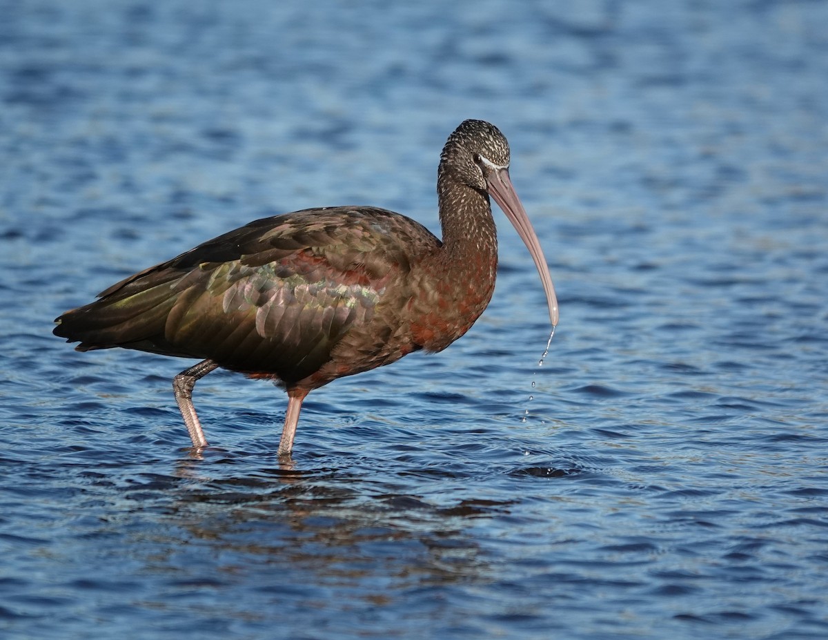 Glossy Ibis - ML302384451