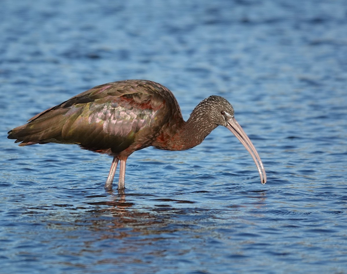 Glossy Ibis - ML302384461