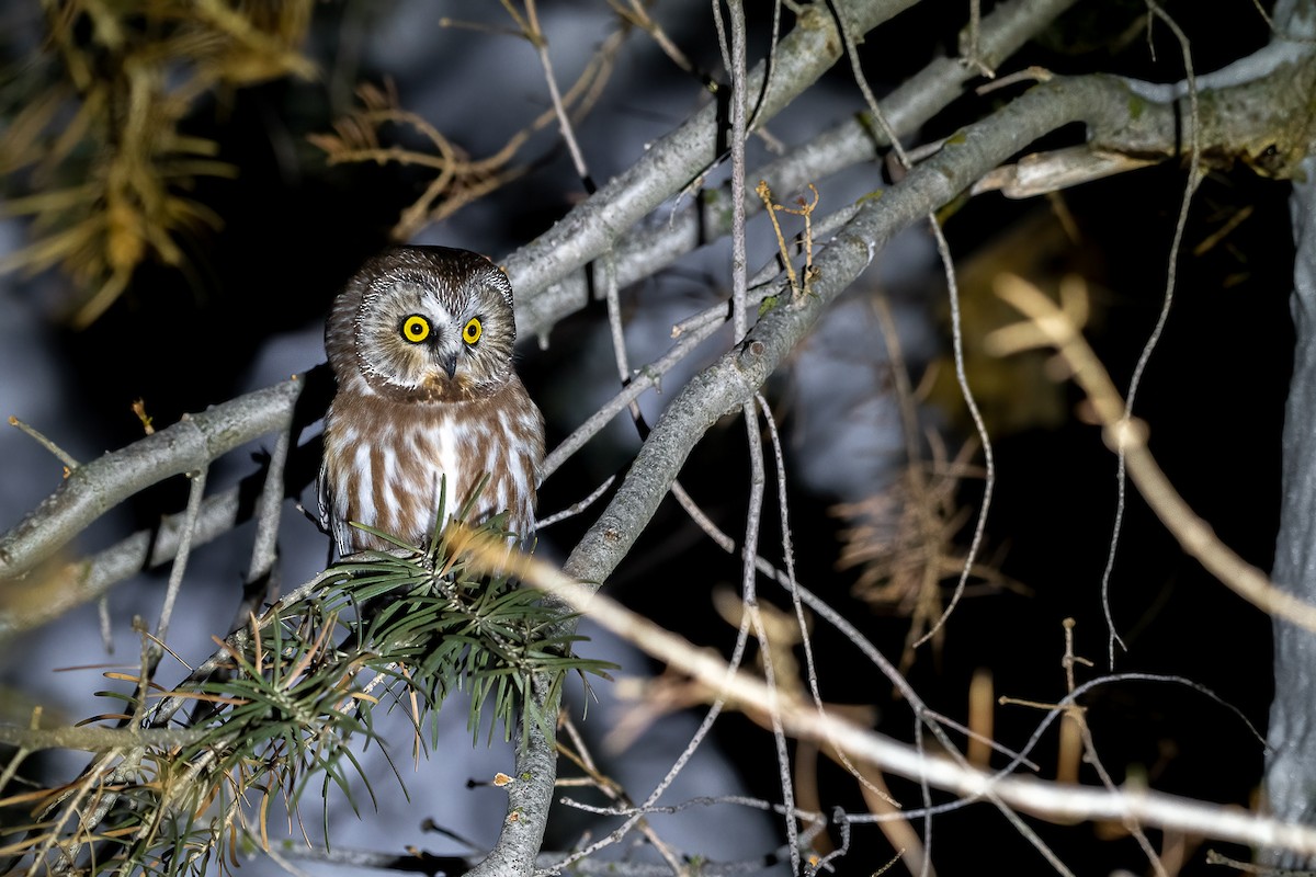 Northern Saw-whet Owl - ML302384641