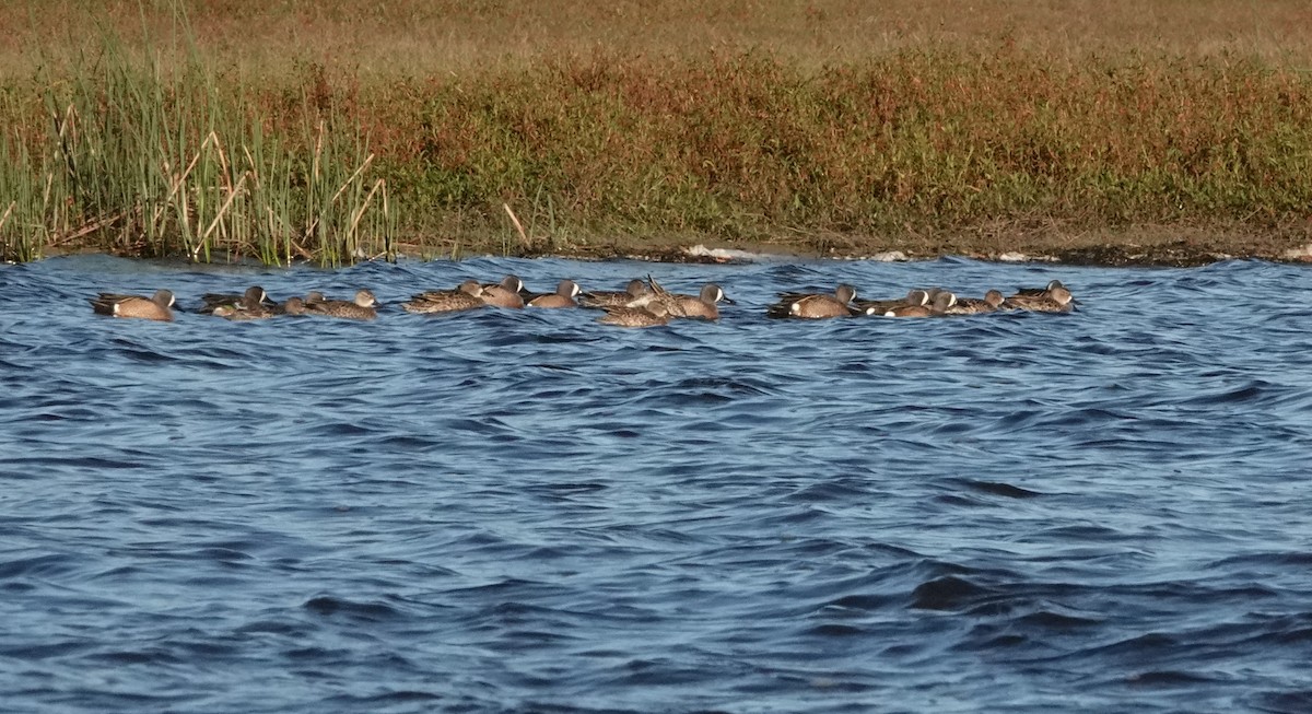 Blue-winged Teal - ML302384721