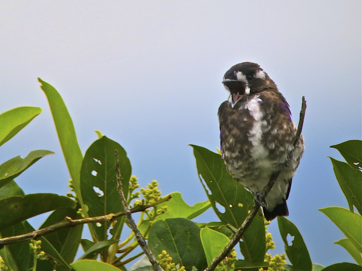 White-browed Purpletuft - ML302384921