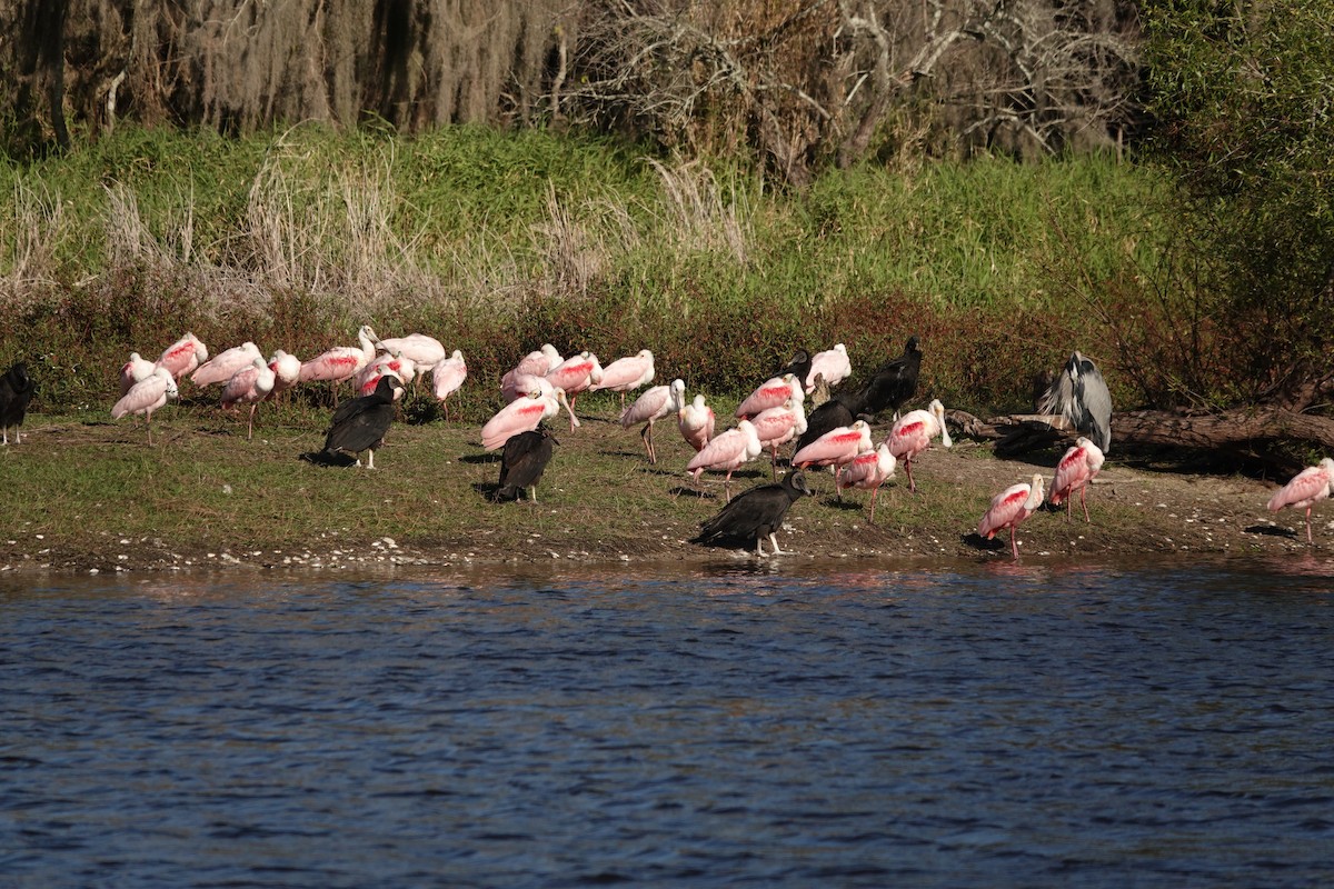 Roseate Spoonbill - ML302384981