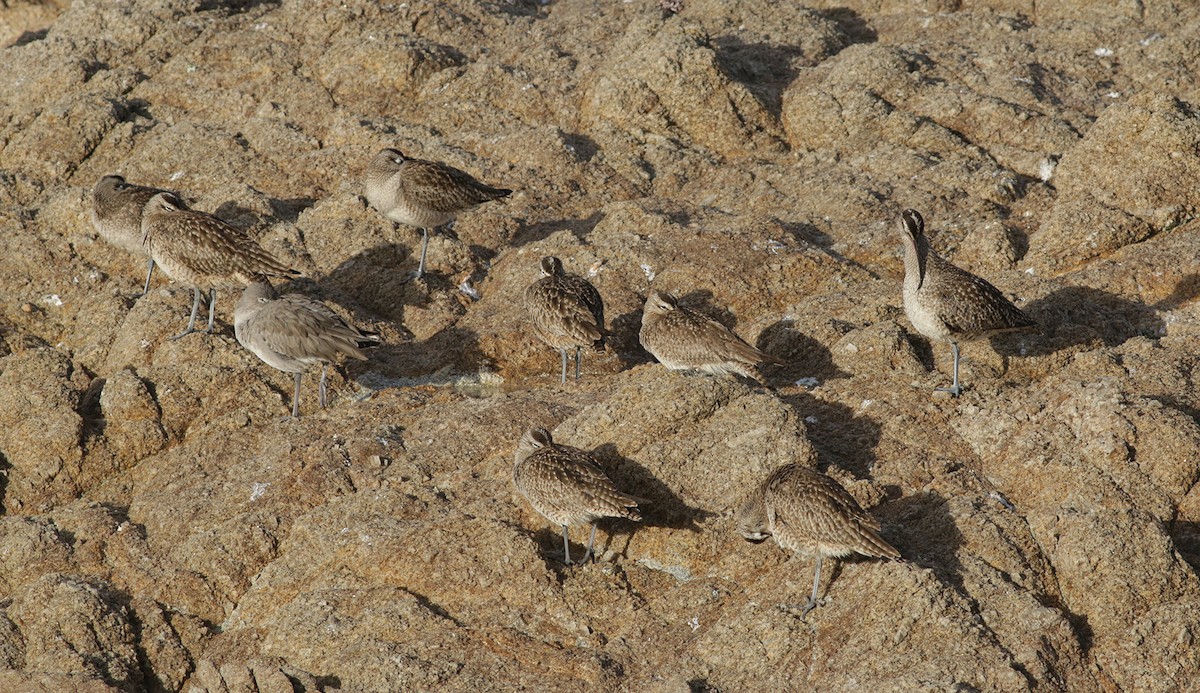 Chevalier semipalmé (inornata) - ML302385001