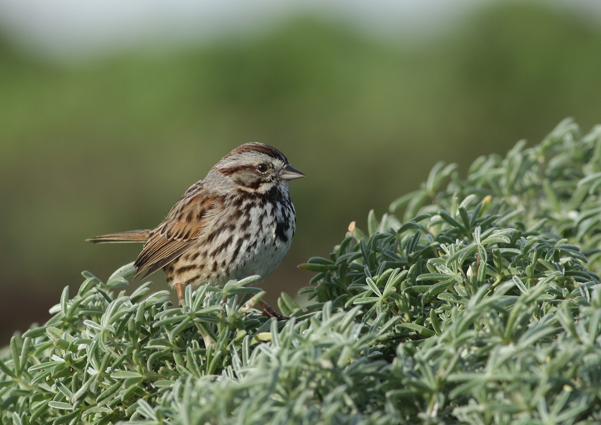 Song Sparrow - ML302385021