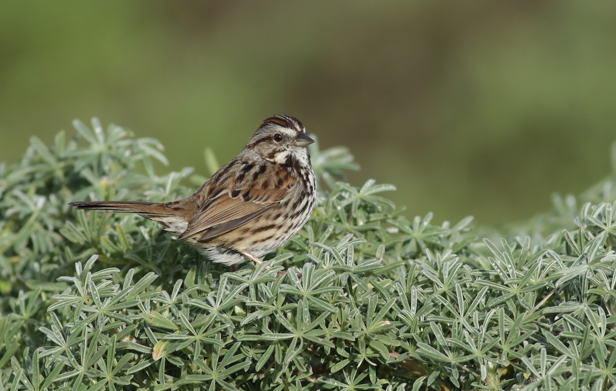 Song Sparrow - Bill Hubick