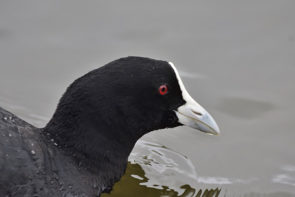 Eurasian Coot - Anthony Katon