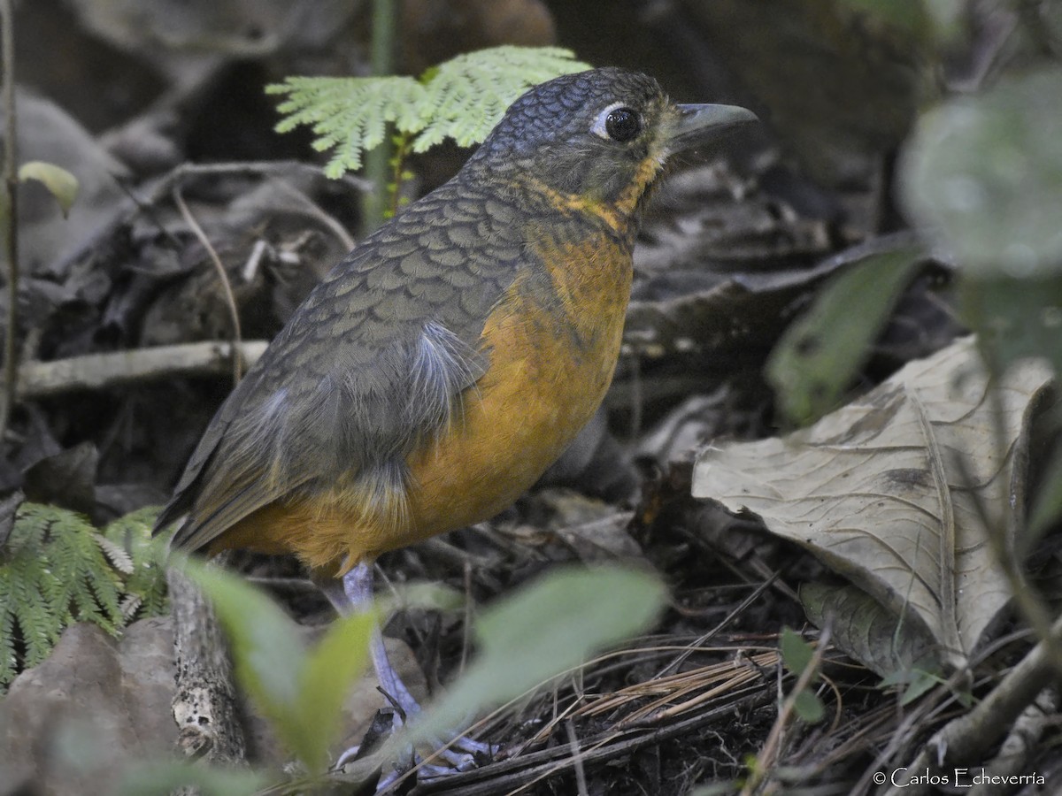 Scaled Antpitta - ML302386771