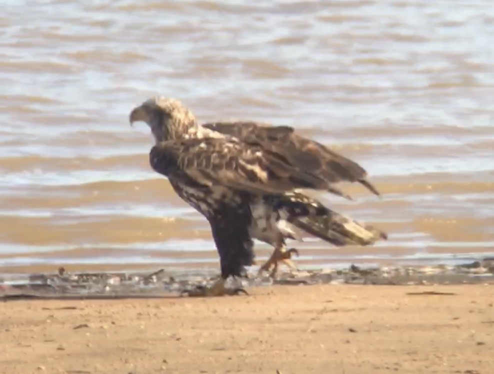 Bald Eagle - ML302387691