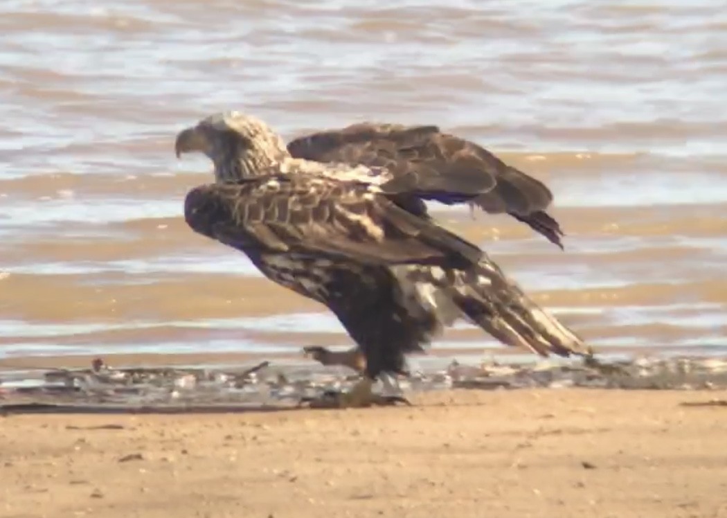 Bald Eagle - ML302387701