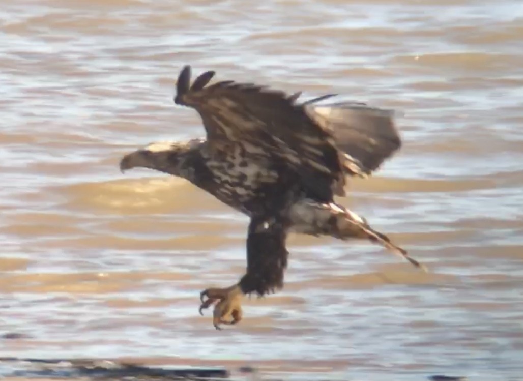 Bald Eagle - ML302387911