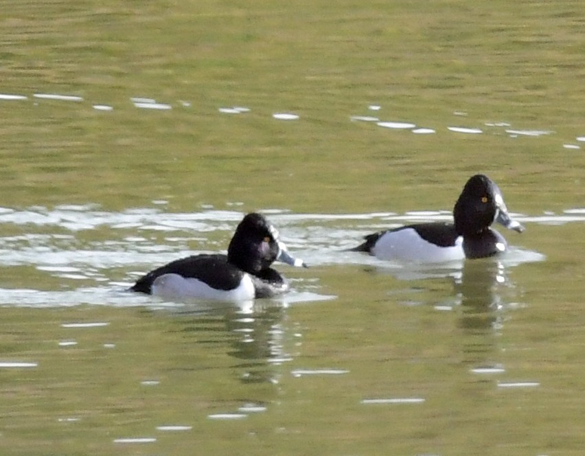 Ring-necked Duck - ML302388071