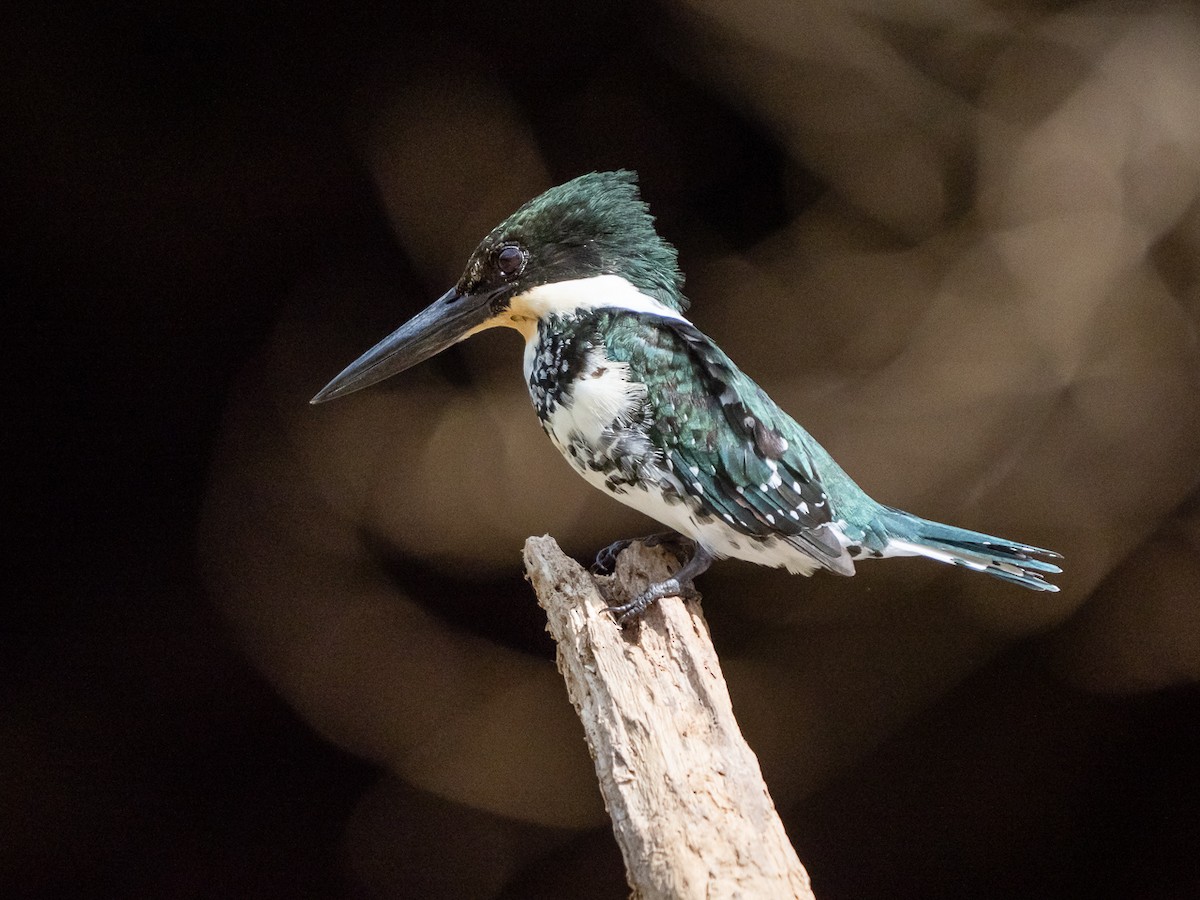 Green Kingfisher - Chris Fischer