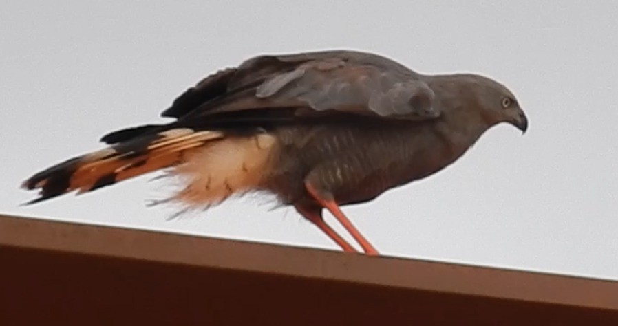 Crane Hawk - EDUARDO KOKUBUN