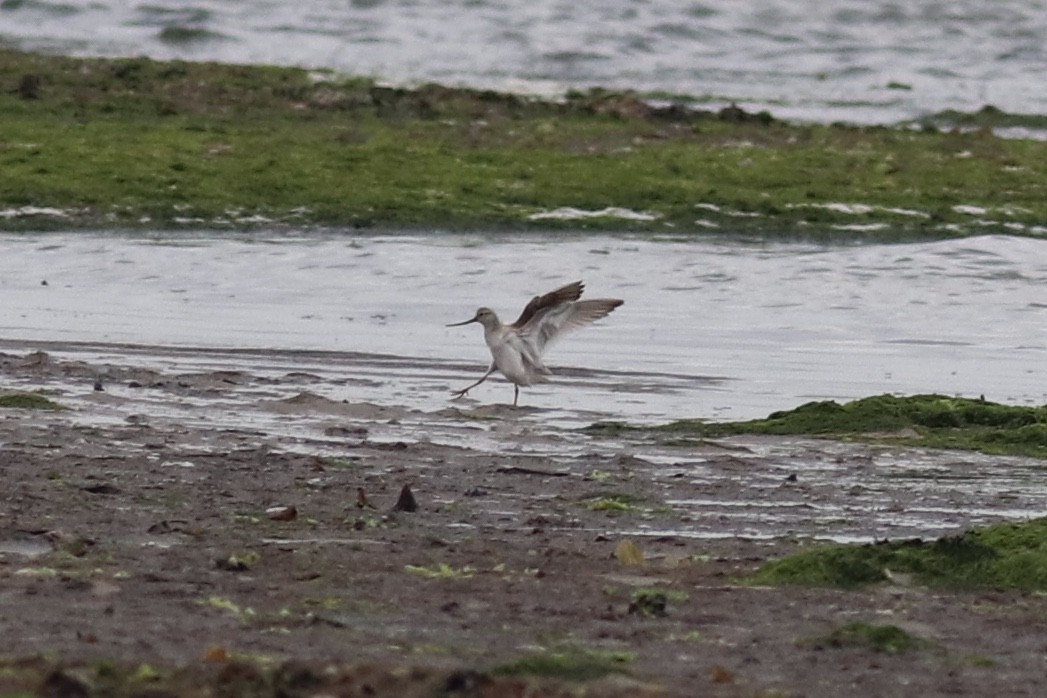 Terek Sandpiper - ML302394321