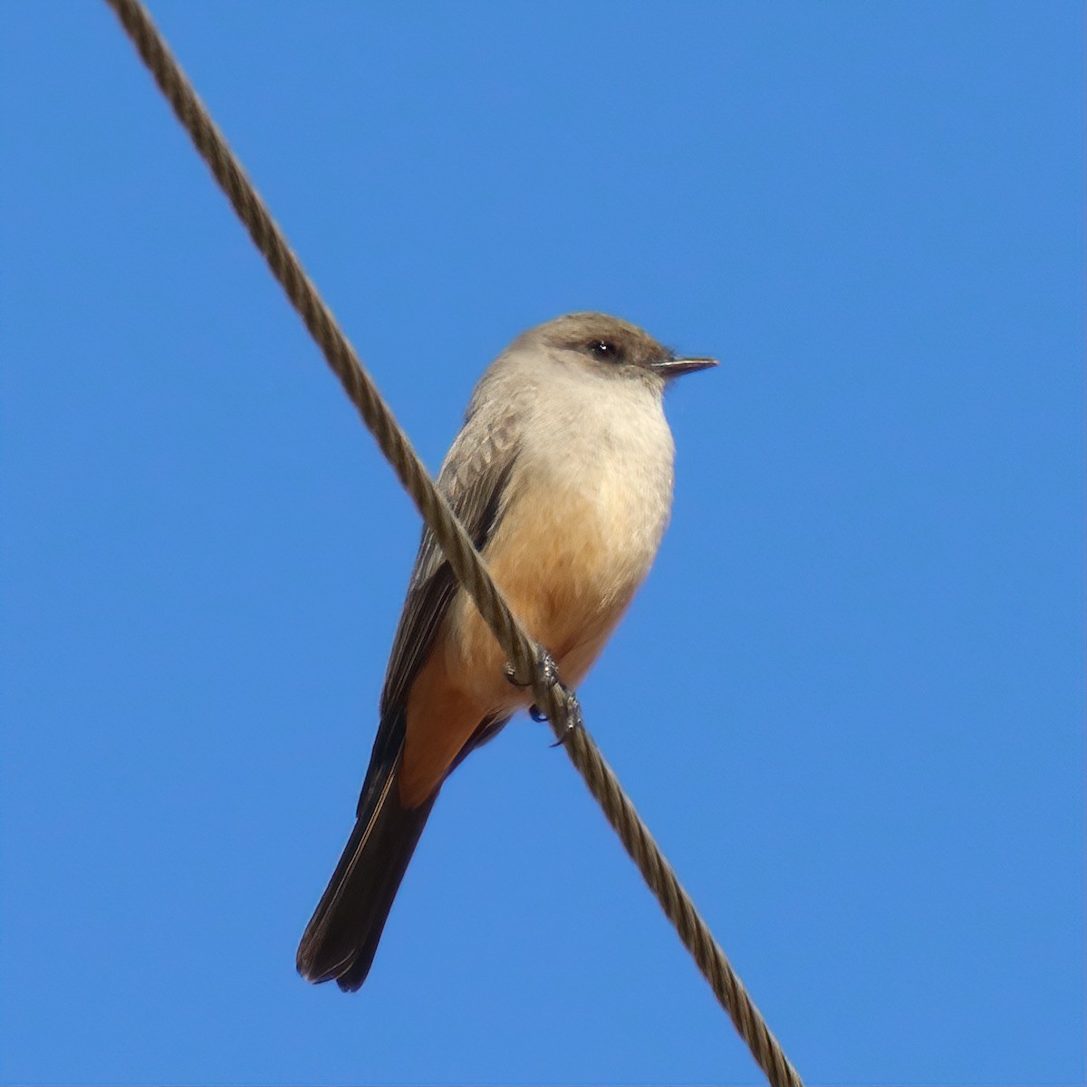 Say's Phoebe - ML302396141