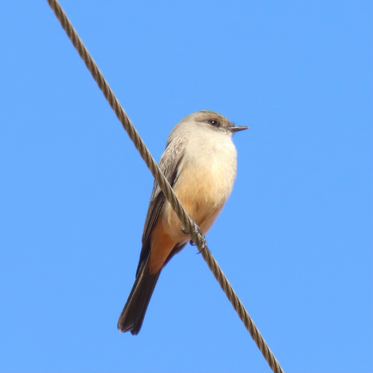 Say's Phoebe - ML302396151