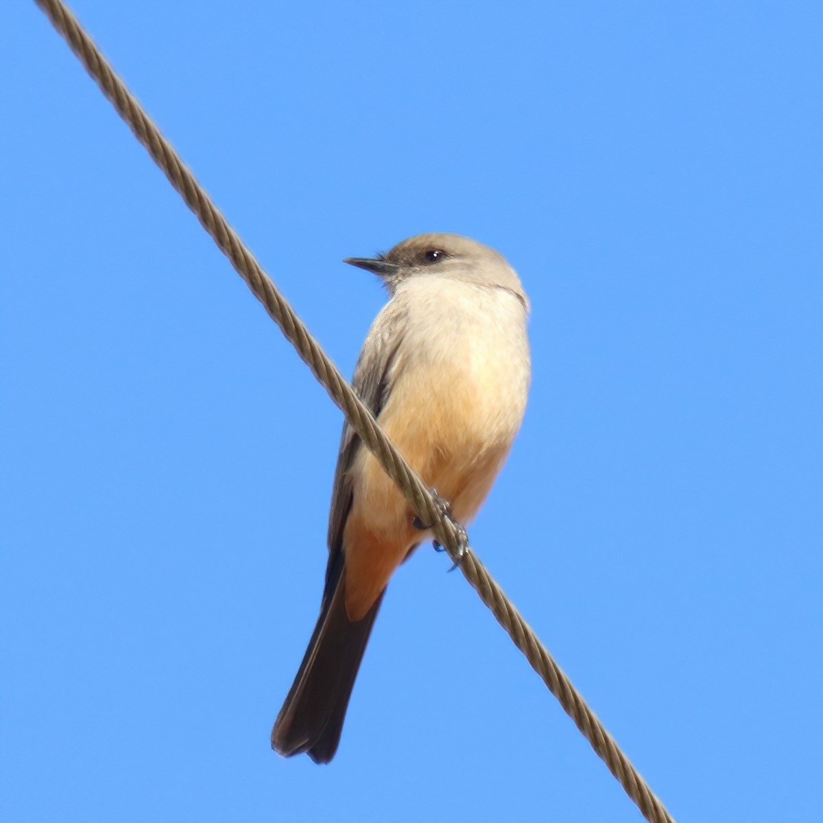 Say's Phoebe - ML302396171