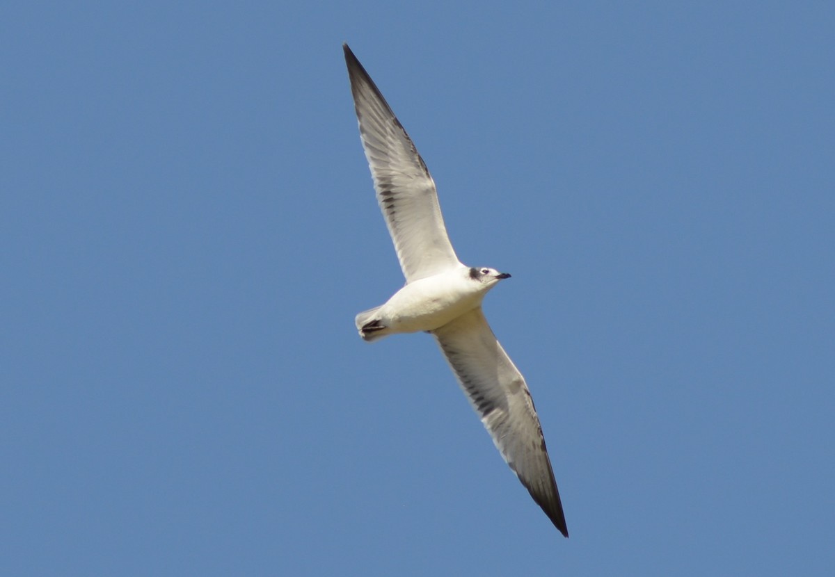 Mouette de Franklin - ML302397491