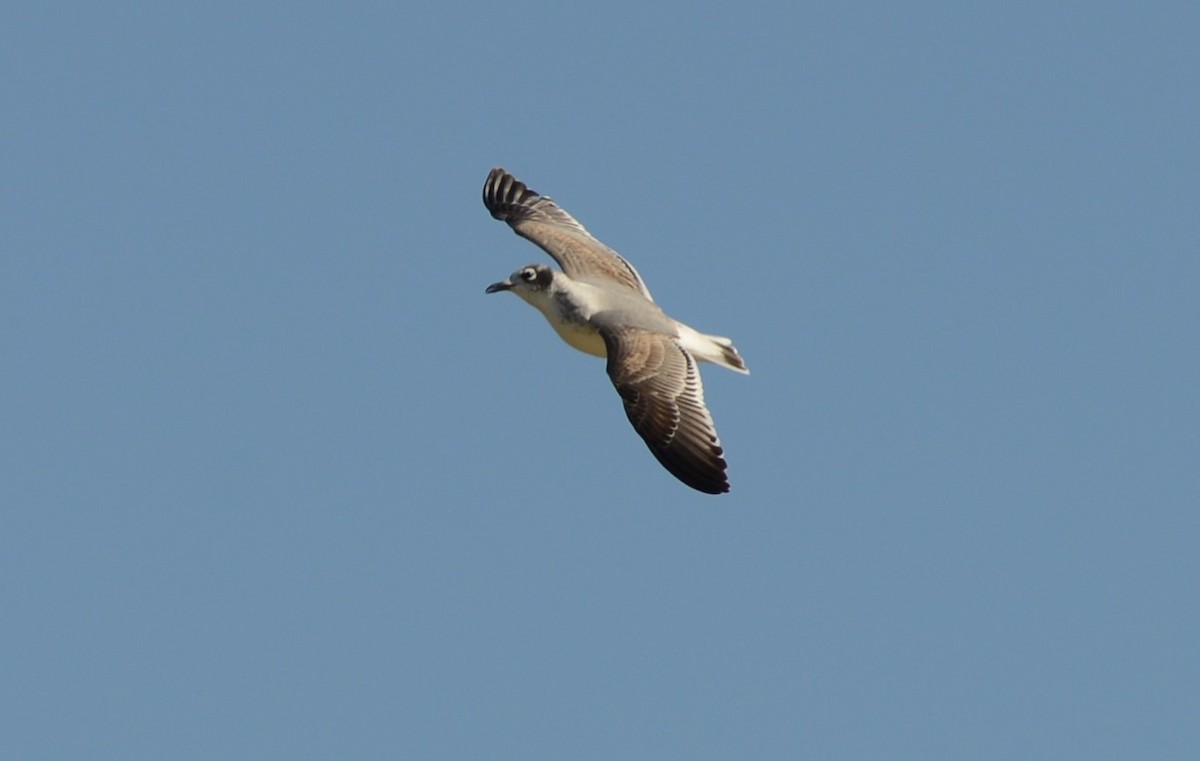 Mouette de Franklin - ML302397511