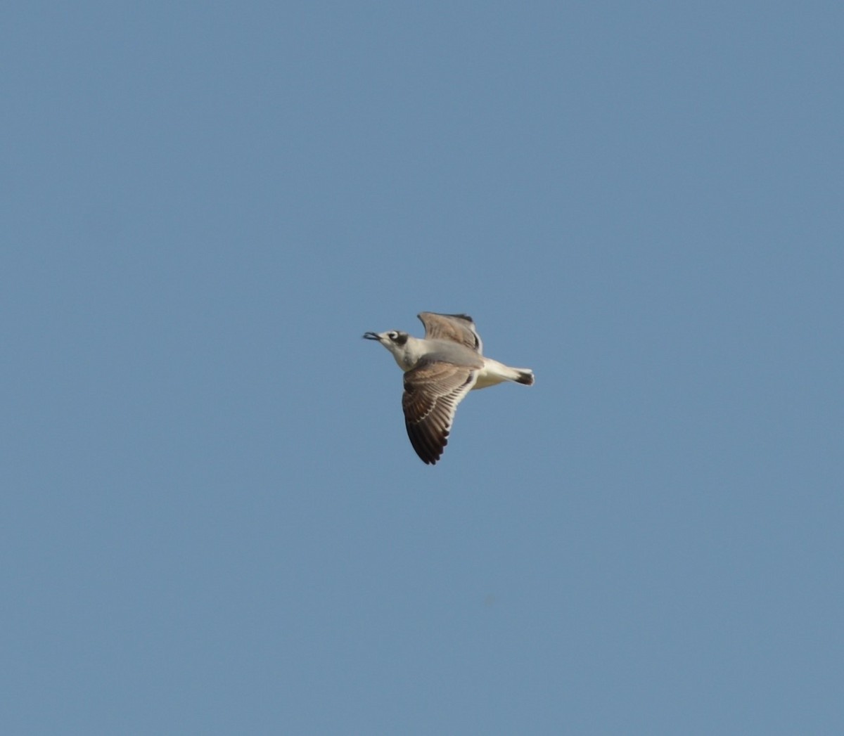 Mouette de Franklin - ML302397521