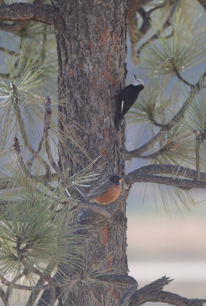 American Robin - ML302399561