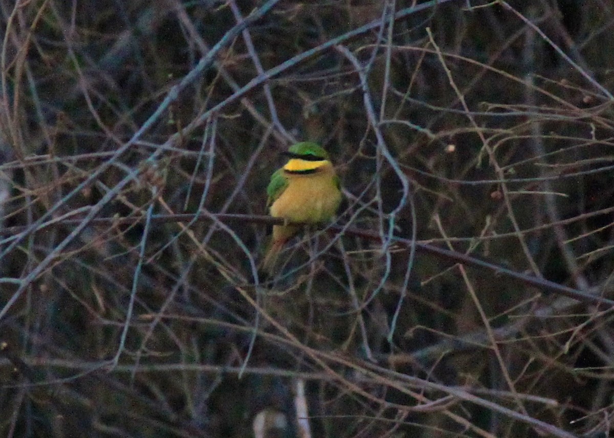 Little Bee-eater - ML302399631