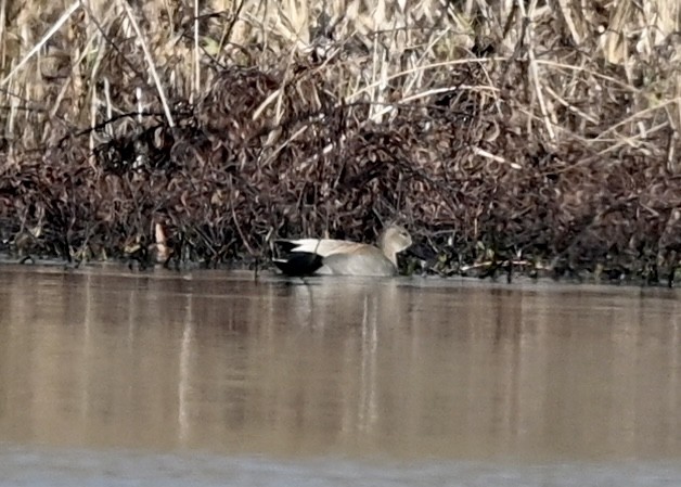 Gadwall - ML302399891