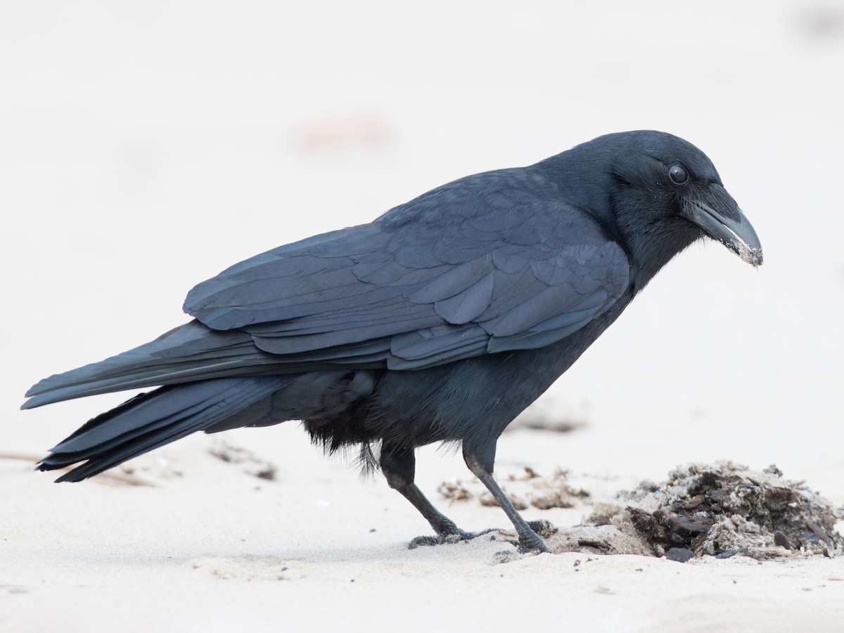 Fish Crow
