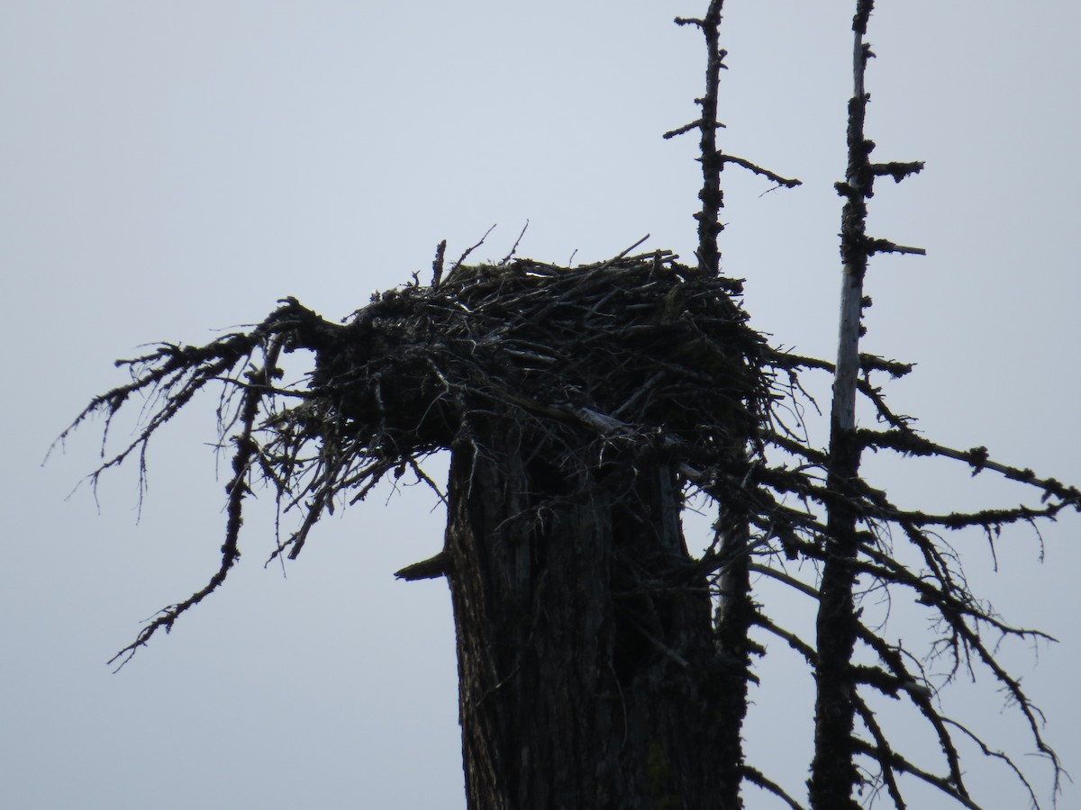 Common Raven - ML30240281