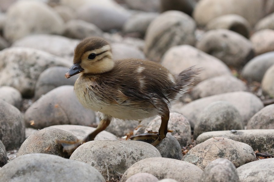 Mandarin Duck, Grovelands Park