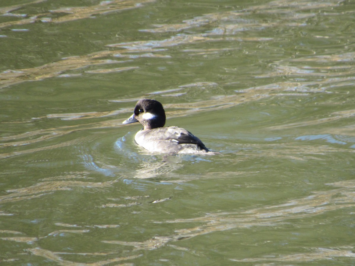 Bufflehead - ML302404191