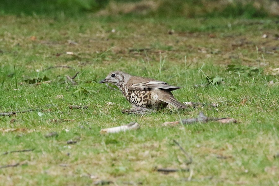 Mistle Thrush, Grovelands Park