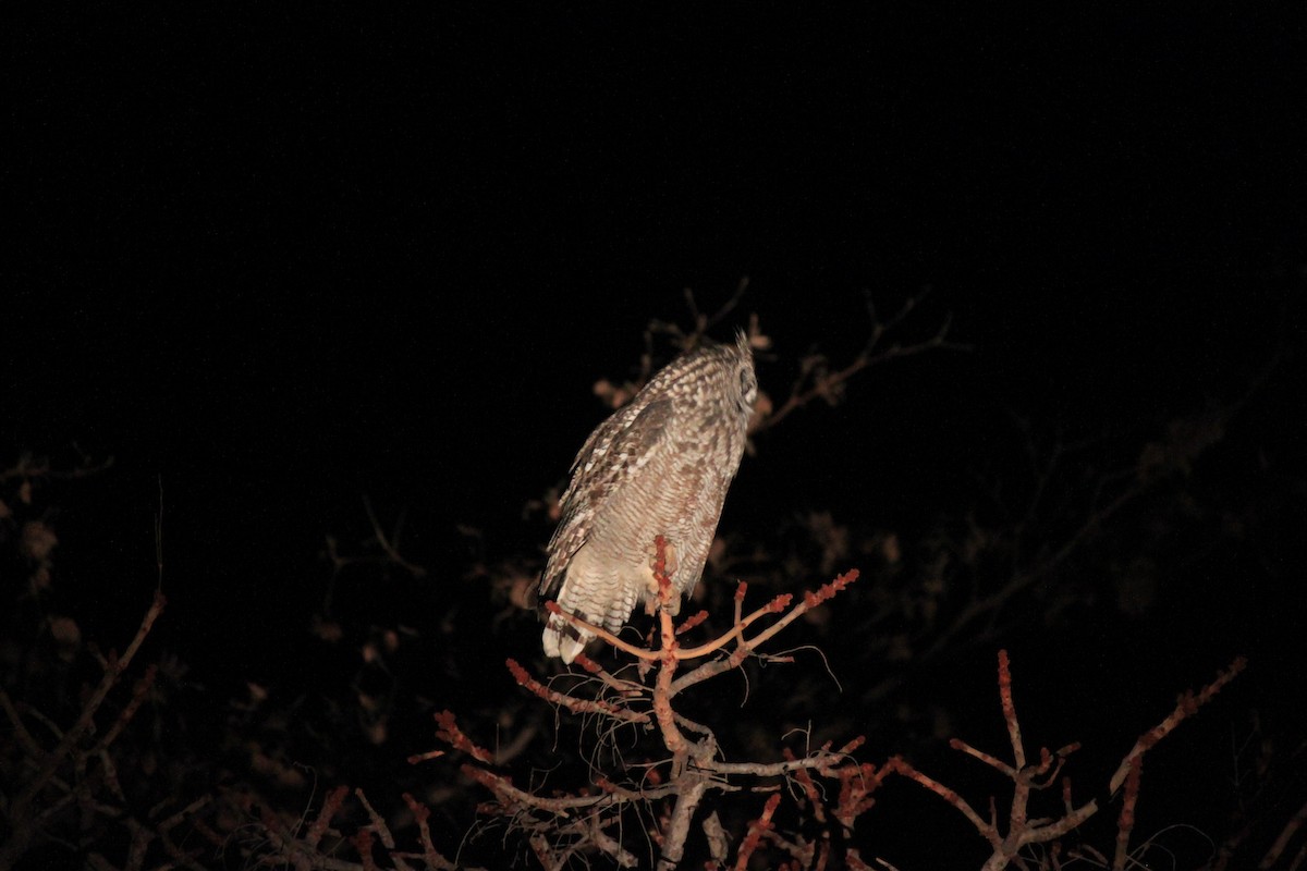 Spotted Eagle-Owl - ML302404451
