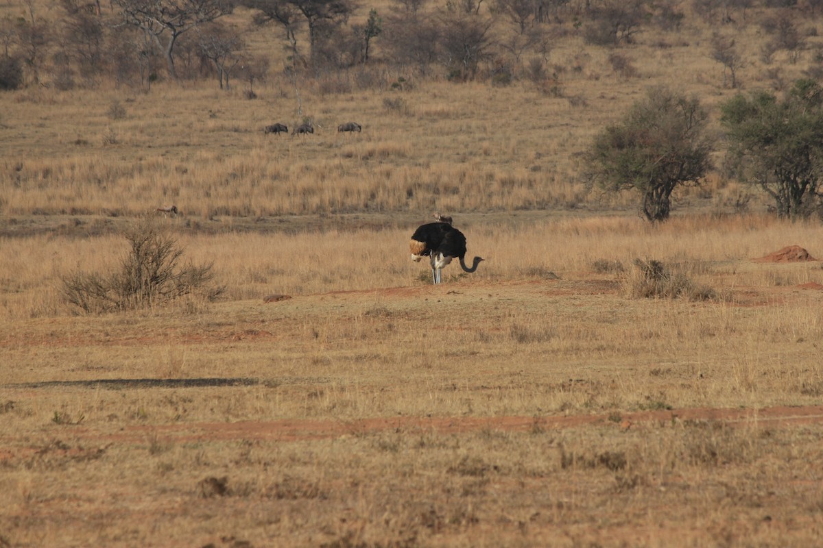 Common Ostrich - ML302405011