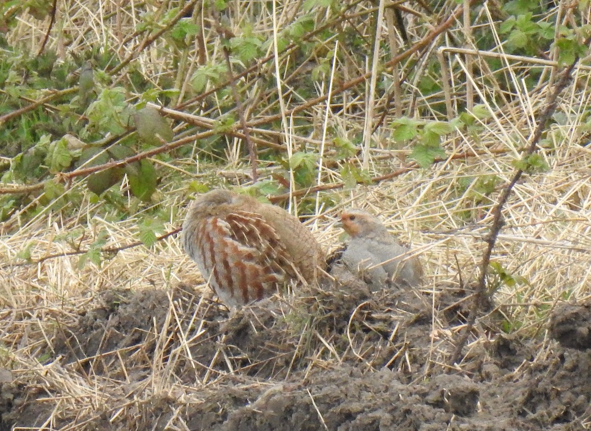 Gray Partridge - ML302406021