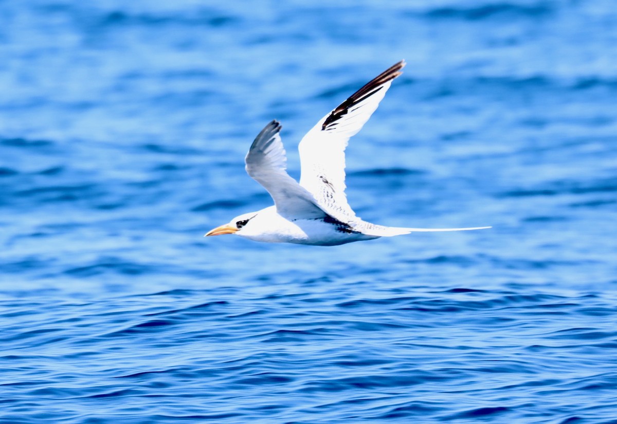 Red-billed Tropicbird - ML302406571