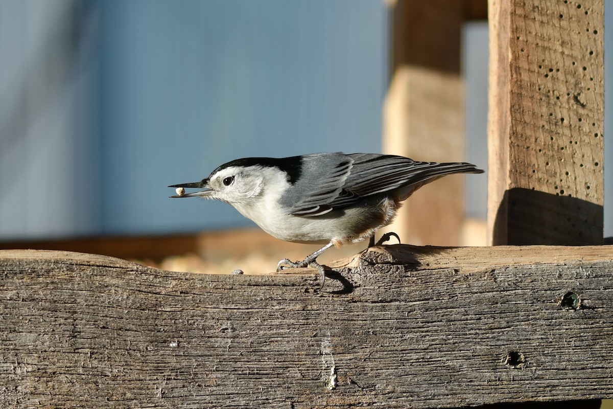 White-breasted Nuthatch - ML302406711