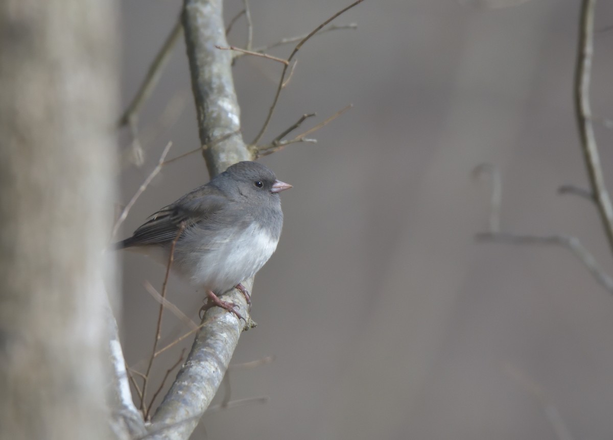 Dark-eyed Junco - ML302407311