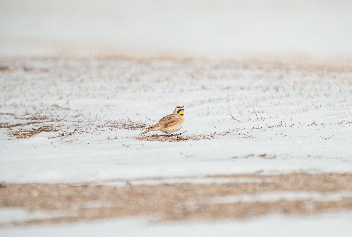 Horned Lark - Christina De Melo