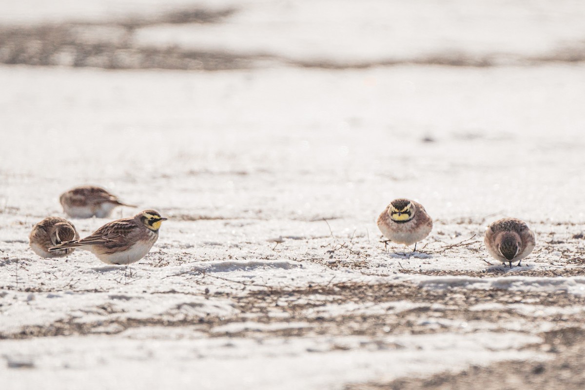 Horned Lark - ML302407371