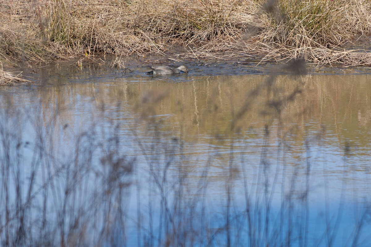 Gadwall - ML302407691