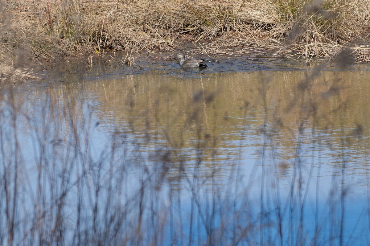 Gadwall - ML302407871