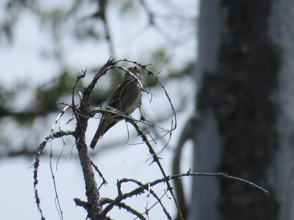 Olive-sided Flycatcher - ML30240811