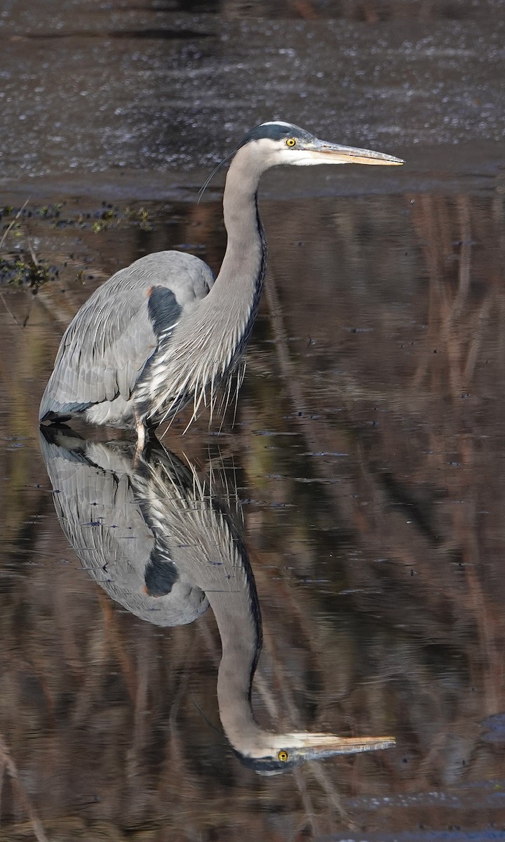 Great Blue Heron - ML302408761