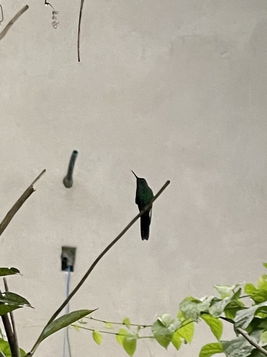 Colibri hirondelle - ML302410181